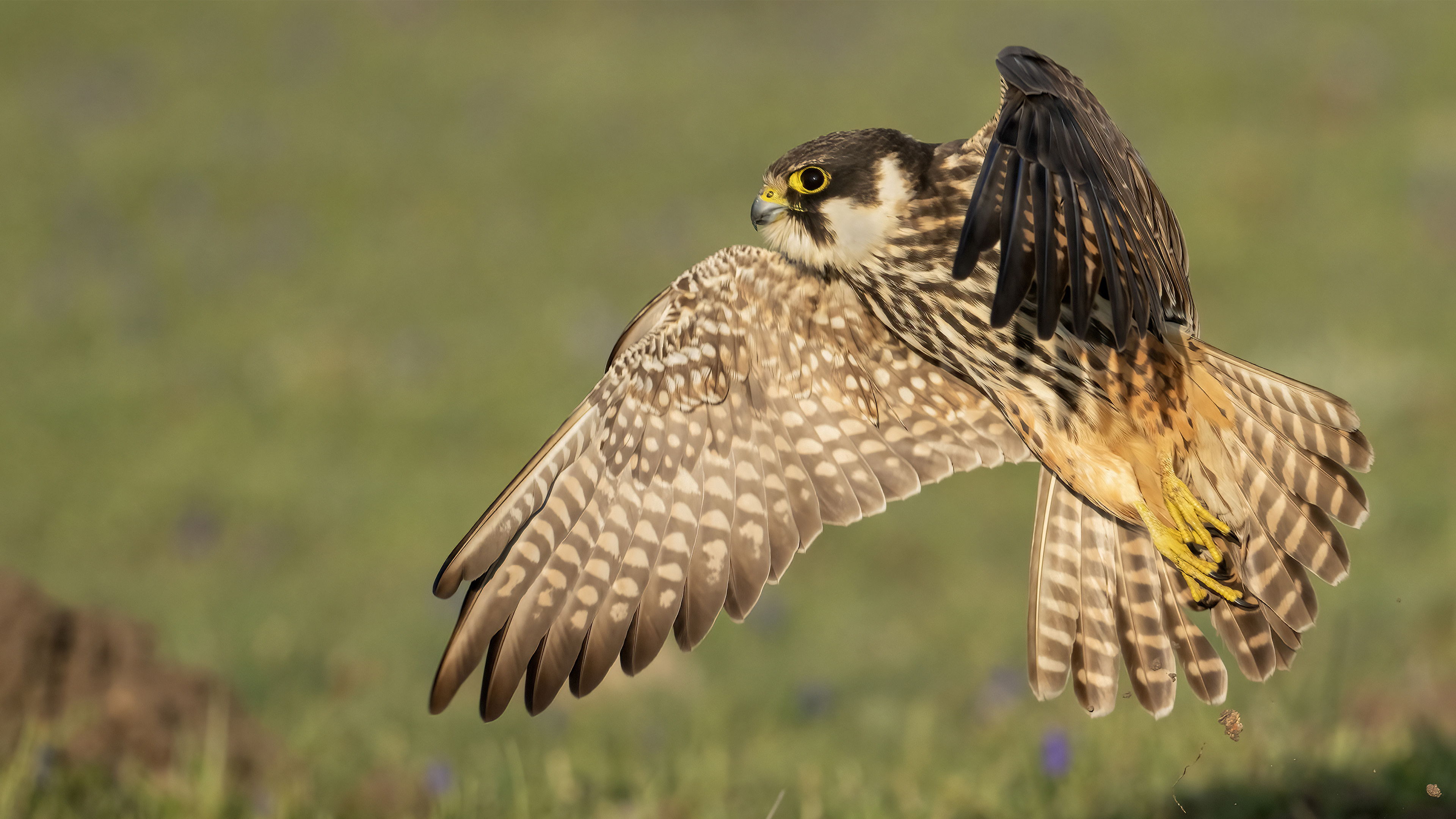 Eurasian Hobby